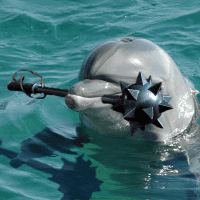 killer-commando-dolphin