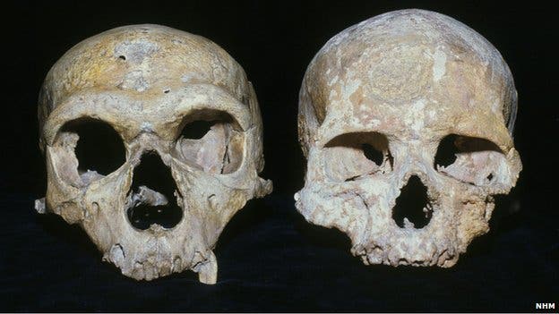 neanderthal2