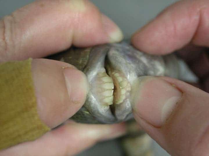 A baby sheaphead fish showing off his still growing teeth. (c) Texas Parks and Wildlife Department