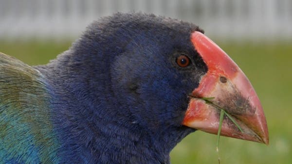 The Takahe is a flightless bird that was previously thought to be extinct in New Zealand until it was discovered in the 1950s in a remote region of the South Island.(c) Tim Blackburn