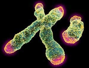 The Y chromosome is dwarfed by the X chromosome as can be seen in this image - but only in size.