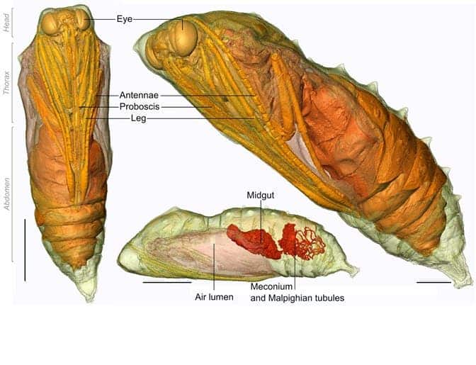 V. cardui chrysalis at day 16 of development, showing many aspects of adult butterfly anatomy.