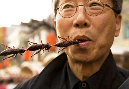 To prevent global warming, a low-fat diet of house flies, earthworms & crickets is recommended – ‘For the overall health of the planet, you should be eating more insects…It’s a serious solution to the increasingly pressing problems of global warming’