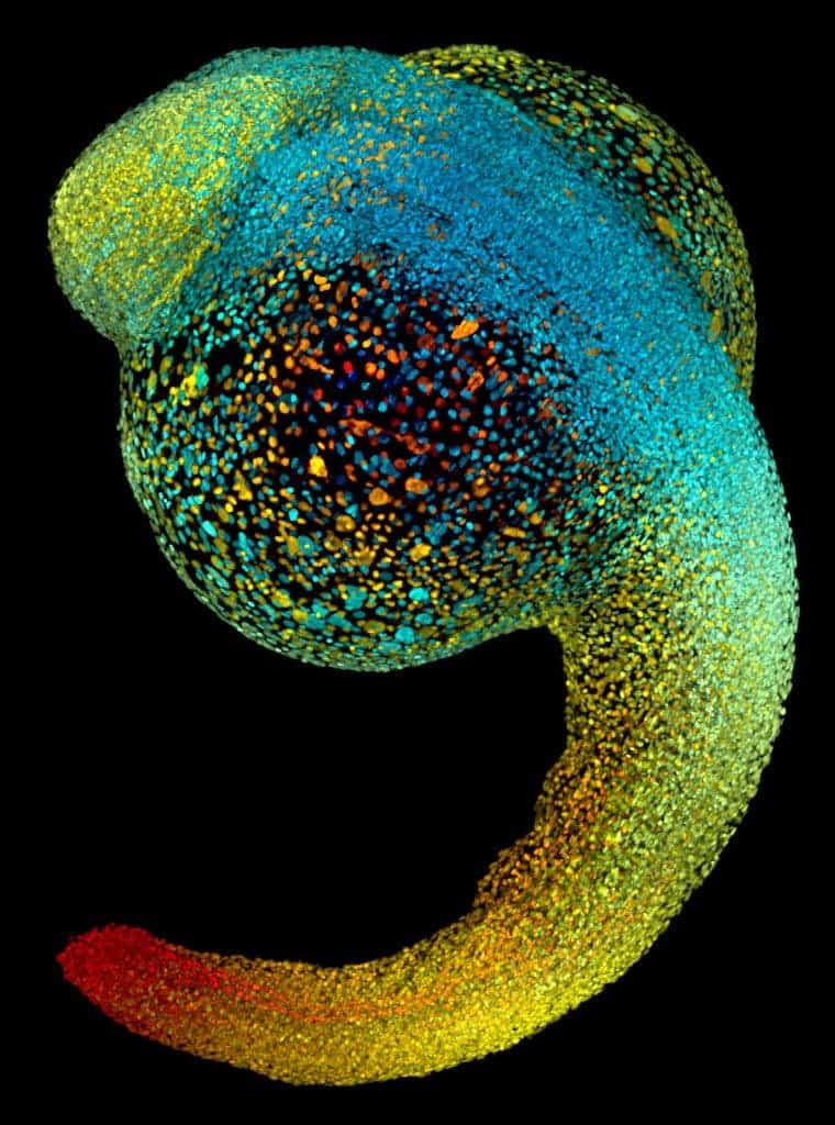 Image of the ~50,000 cell nuclei of a 22-hour-old zebrafish embryo. The fluorescently labeled cell nuclei are shown in a blue-to-red color code that indicates depth in the image.
