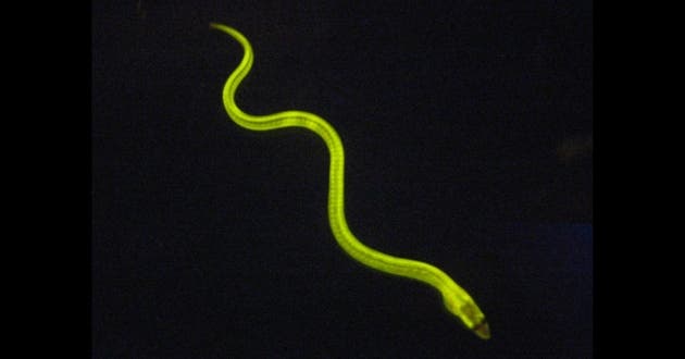 When shone in blue, the freshwater Japanese eel glows in a beautiful green light. (c) AKIKO KUMAGAI & ATSUSHI MIYAWAK