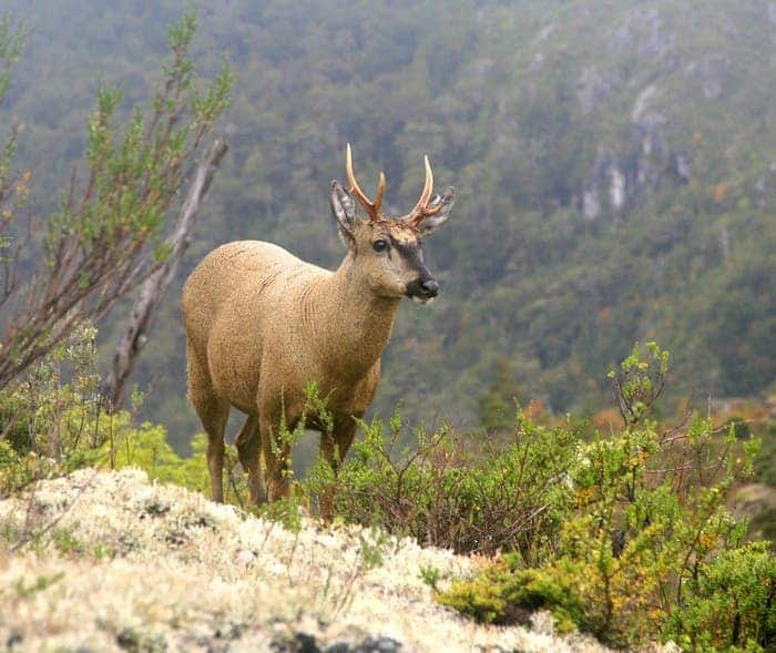 Huemul Deer, Native to Patagonia