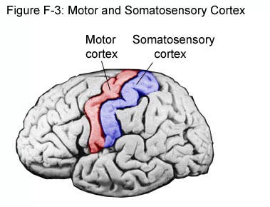 motor cortex
