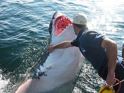 This image, captured off the coast of Australia, shows a brave/stupid marine biologist who managed to touch a great white as it leapt out of the water. (C) mirror.co.uk