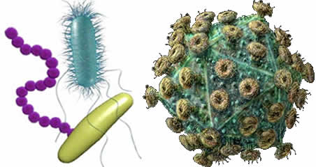 virus bacteria