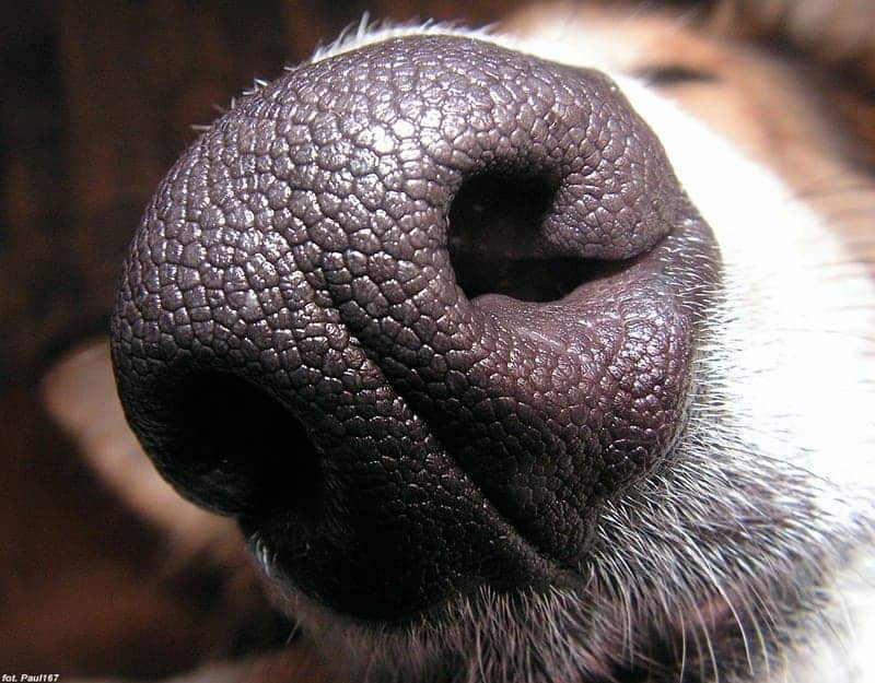 The new device developed by UK scientists works akin to a dog's nose to sniff out cancer in the odor of urine.