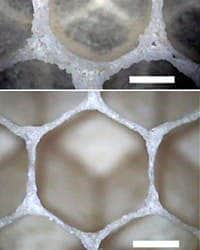 When first made, the comb cells of the Italian honeybee (Apis mellifera Ligustica) are circular (top), but after two days they already look more hexagonal (bottom). (c) Nature