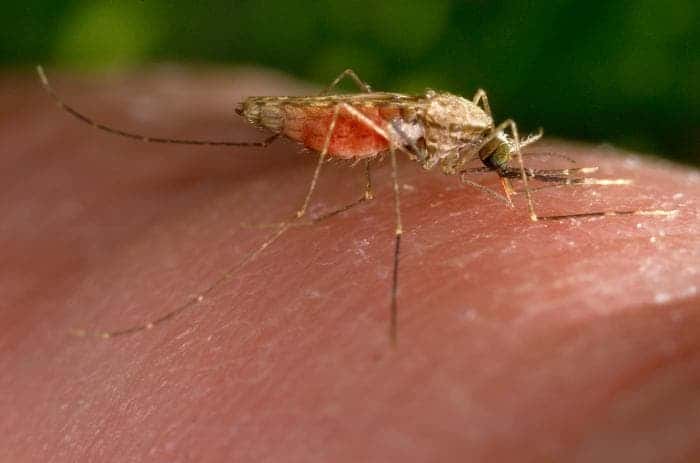 This Anopheles gambiae mosquito is obtaining a blood meal as it feeds on a human host. Credit: CDC/Jim Gathany