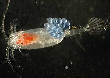Zooplankton, copepod with eggs (Photo by Matt Wilson/Jay Clark, NOAA NMFS AFSC)