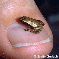 Gardiners-Seychelles-frog