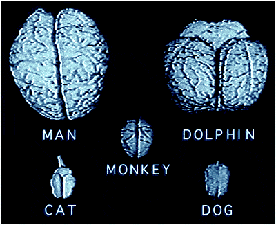 Prof. Manger's novel hypothesis states that the size of the cetacean brain (that is, the brain of whales, dolphins and porpoises) evolved as a means of regulating temperature, and not for processing information. As such, whales and dolphins have large brains relative to their body weight to protect them from hypothermia, and not for superior intelligence. 