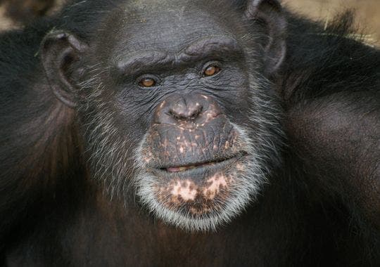 Brent is 37 years old and has lived at Chimp Haven in Keithville, La., since 2006. Brent paints with his tongue.(Photo: Humane Society of the United States)