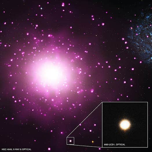 This galaxy weighs more than 200 million suns, over half of which is concentrated within a radius of just 80 light years. (c) NASA/CXC/MSU/J.Strader et al, Optical: NASA/STScI 