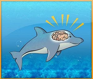 dolphin_smart_brain