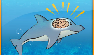 dolphin_smart_brain