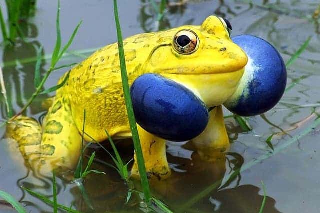 indian bullfrog during mating season