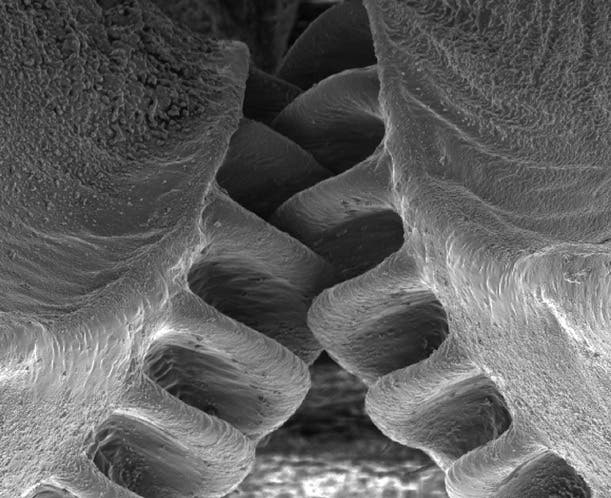 Magnified view of the first known biological gears present at the hind legs of the issus, a fast accelerating hopping insect. The image was made using an electron microscope. (c) Malcolm Burrows
