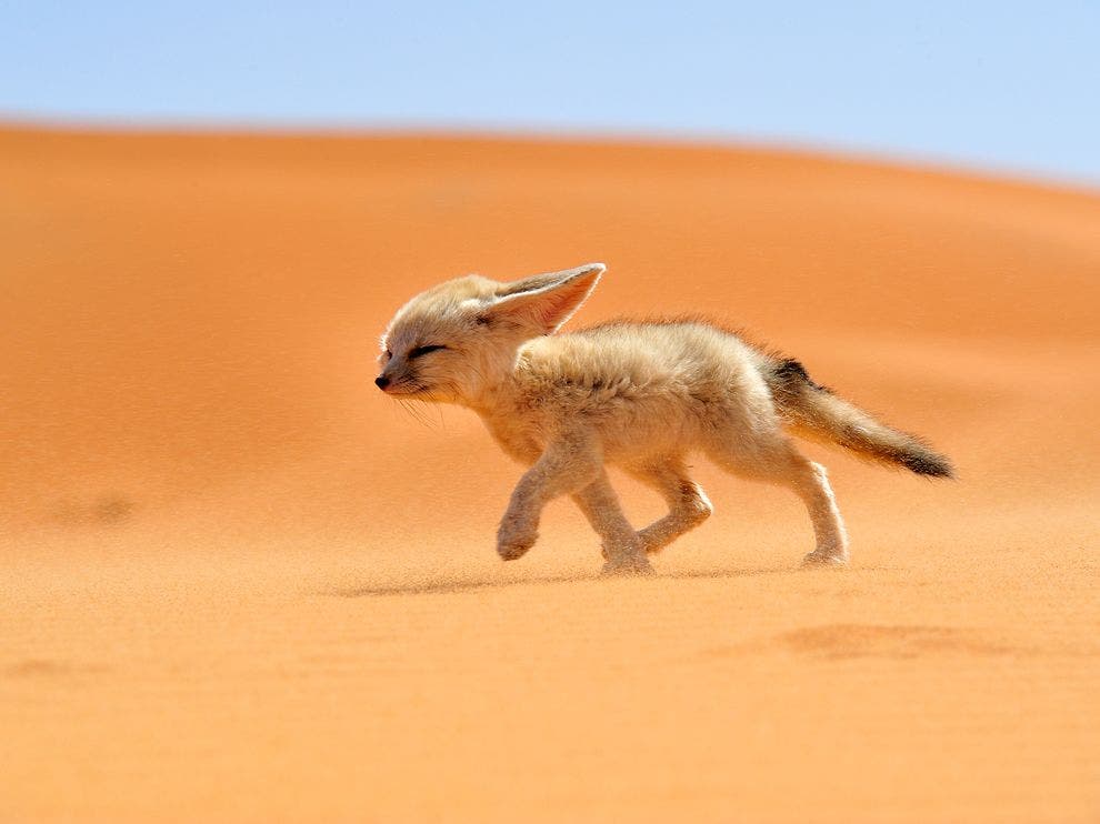 Fennec fox in the sahara desert