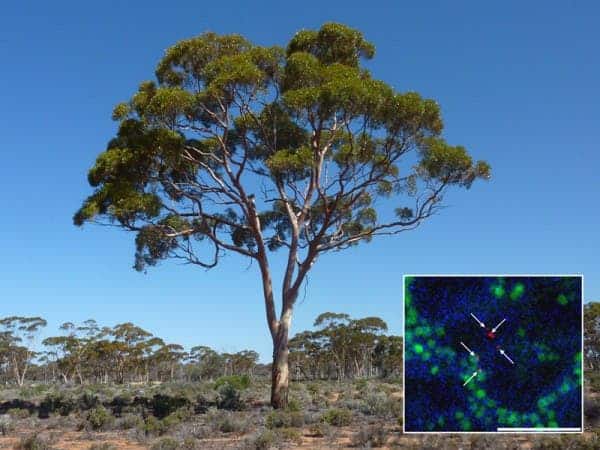 Scientists found that gold nanoparticles (shown in red , inset) are absorbed from the soil beneath the Eucalyptus tree and concentrated in leaves and twigs. (c) Nature Communications