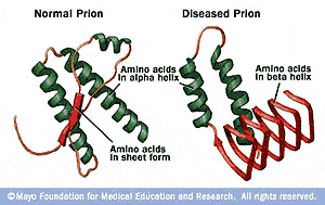mad-cow-prion