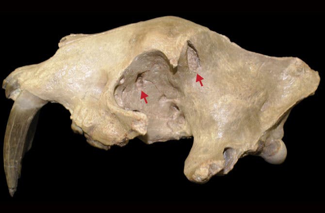 The skull found in 2010. Red arrows show bite marks. (c) MINDY HOUSEHOLDE