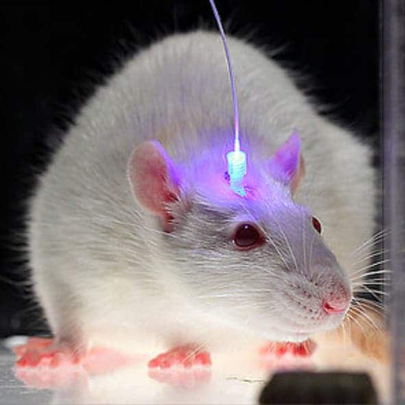 optogenetics mice