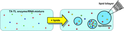 origin of life lipids liposomes