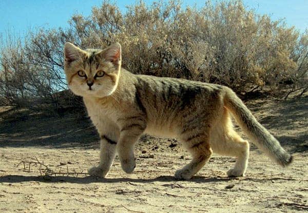 sand cat 2