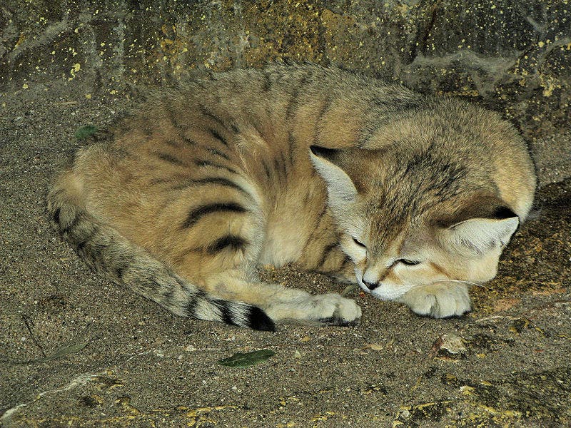 Sand cat at the Zoo in Bristol.