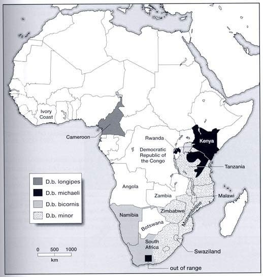 Black-Rhino-Distribution
