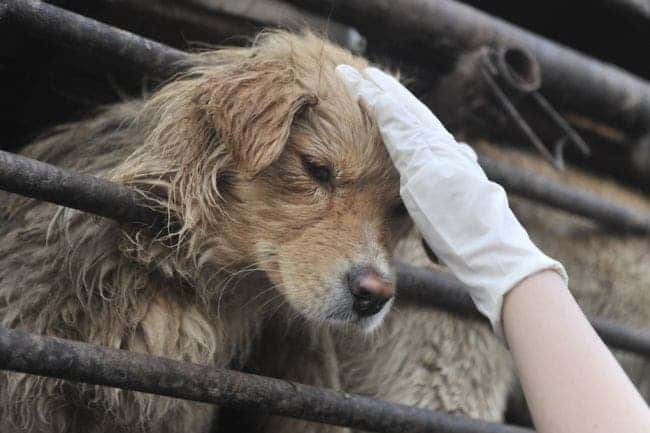 A Chinese animal lover consoles a dog after a convoy of trucks carrying some 500 dogs to be sold as meat, 
were stopped along a highway in Beijing on early April 17, 2011, and the dogs were later rescued to the 
China Animal Protection Association. (STR/AFP/Getty Images).