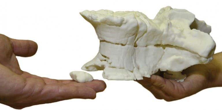A 3D print of vertebral body created using the CT dataset. Copyright: all images were taken from the article.
