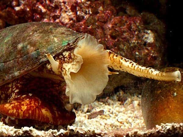 Cone Snail - notice its proboscis luring out of its mouth.