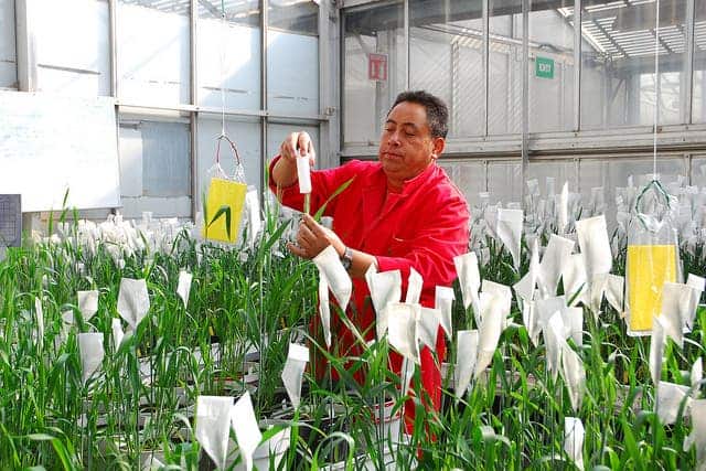 Agustín Aguilar, CIMMYT greenhouse and laboratory assistant, at work in the greenhouse that houses transgenic wheat at CIMMYT's El Batán, Mexico headquarters. In its work on drought tolerant wheat, CIMMYT is here developing lines that are homozygous for drought tolerance transgenes, requiring that they be self-pollinated for several generations. Aguilar is bagging the heads of the wheat to prevent any risk of cross-pollination.  Photo credit: Xochiquetzal Fonseca/CIMMYT.