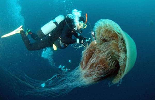 nomura jellyfish