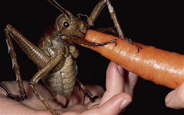 giant weta cricket