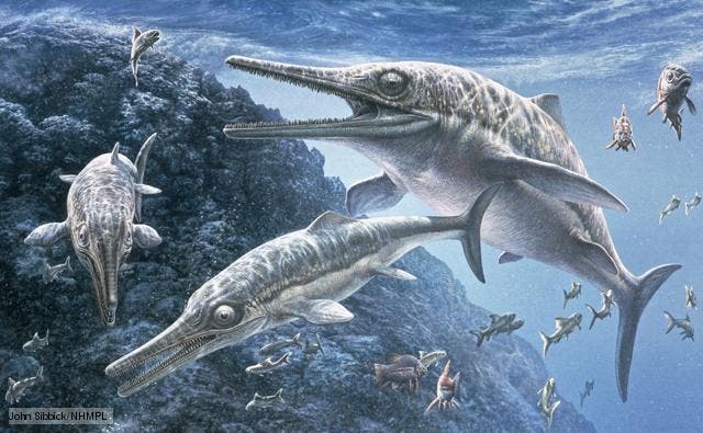 Representation of an Ichtyosaur.