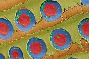 A false-color electron microscope image showing E. coli bacteria (green) trapped over xylem pit membranes (red and blue) in the sapwood after filtration. Photo: MIT