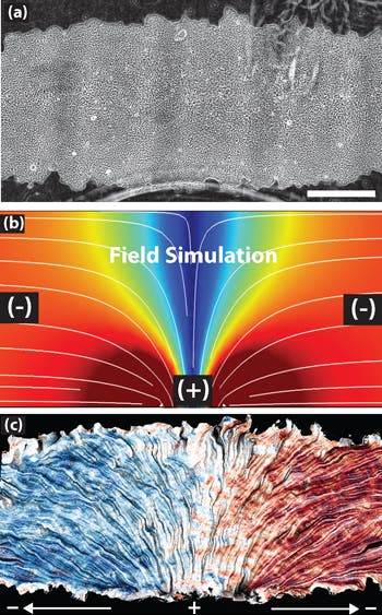 The top image shows a patch of epithelial cells. The white lines in the middle image mark the electric current flowing from positive to negative over the cells. The bottom image shows how the cells track the electric field, with blue indicating leftward migration and red signaling rightward movement (credit: Daniel Cohen)