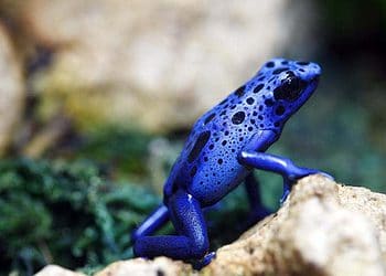 A macro shot of a Blue Poison Dart Frog (Dendrobates Azureus). You wouldn't want to eat this fellow, and its bright colours serve as a warning. (c) MSU