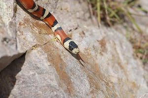  MSU scientists show that nontoxic imposters, like king snakes, benefit from giving off a poisonous persona, even when the signals are not even close. 