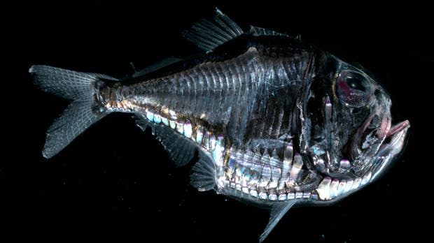 Remarkably Bizarre Deep Sea Creatures Spooky And Magnificent