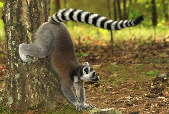 A lemur rubbing on a sweetgum's trunk leaving a unique trace of scent. Credit: Ipek Kulahc