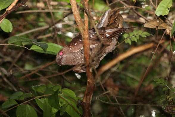 The Oilbird (Steatornis caripensis), also called the guácharo, is more like a bat than a bird in some ways: It nests in caves, and is the only nocturnal-flying, fruit-eating bird in the world. The oilbird is the sole member of the family Steatornithidae and suborder Steatornithes. Photo: flickr, Dominic Sherony
