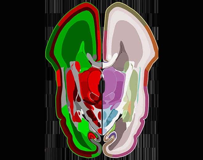The red and green brain slice (left) illustrates activity levels for a single gene. The multicolor slice (right) is a reference atlas, with different colors corresponding to different anatomical zones. Image: Miller et al., Nature