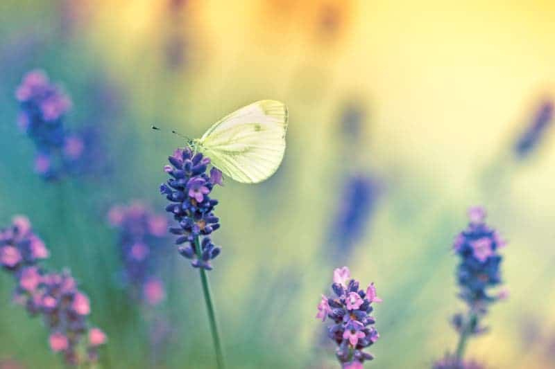 Butterfly on lavender.
Credit: © Gordan Jankulov / Fotolia